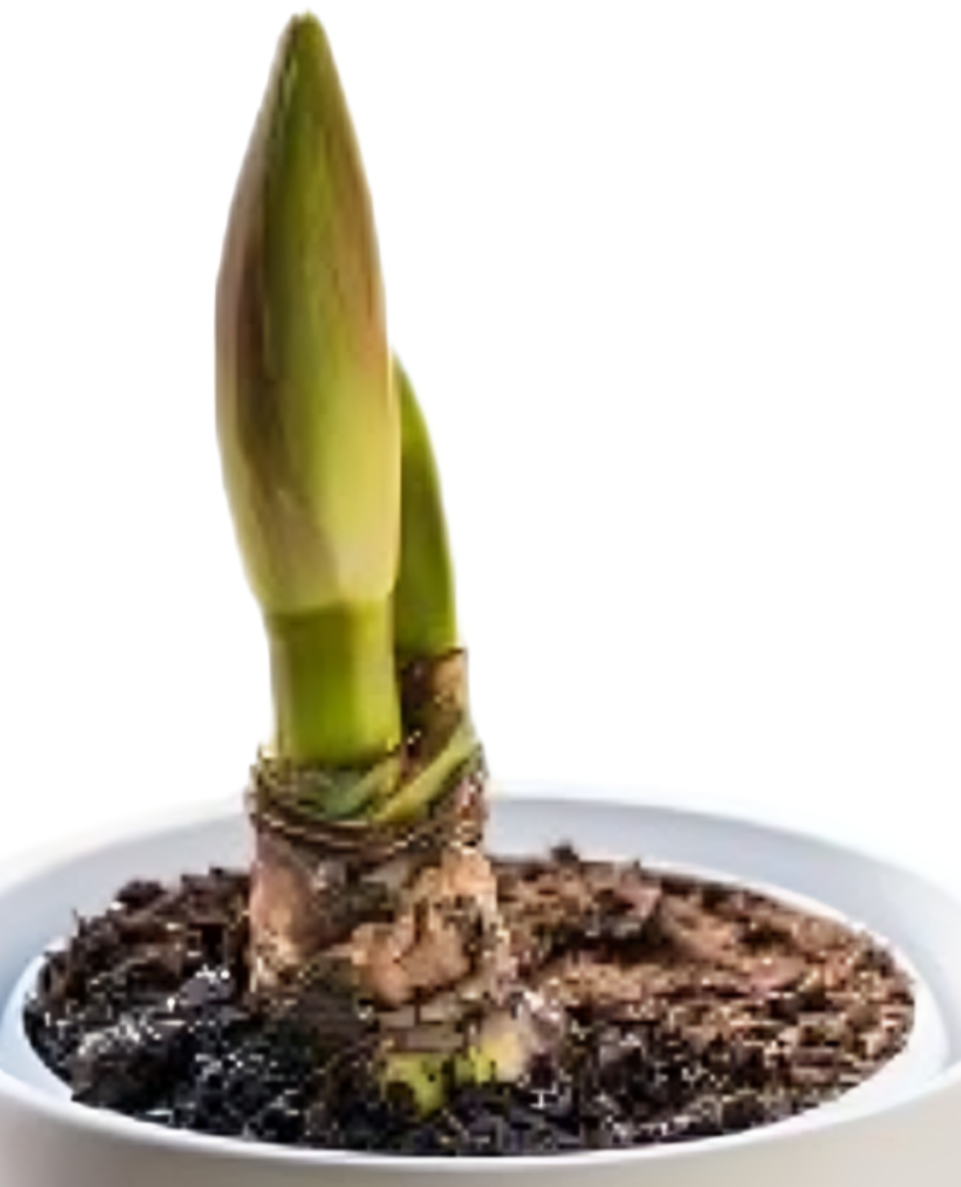 Amaryllis Éclat de Noël – Bulbe Prêt à Illuminer Vos Fêtes
