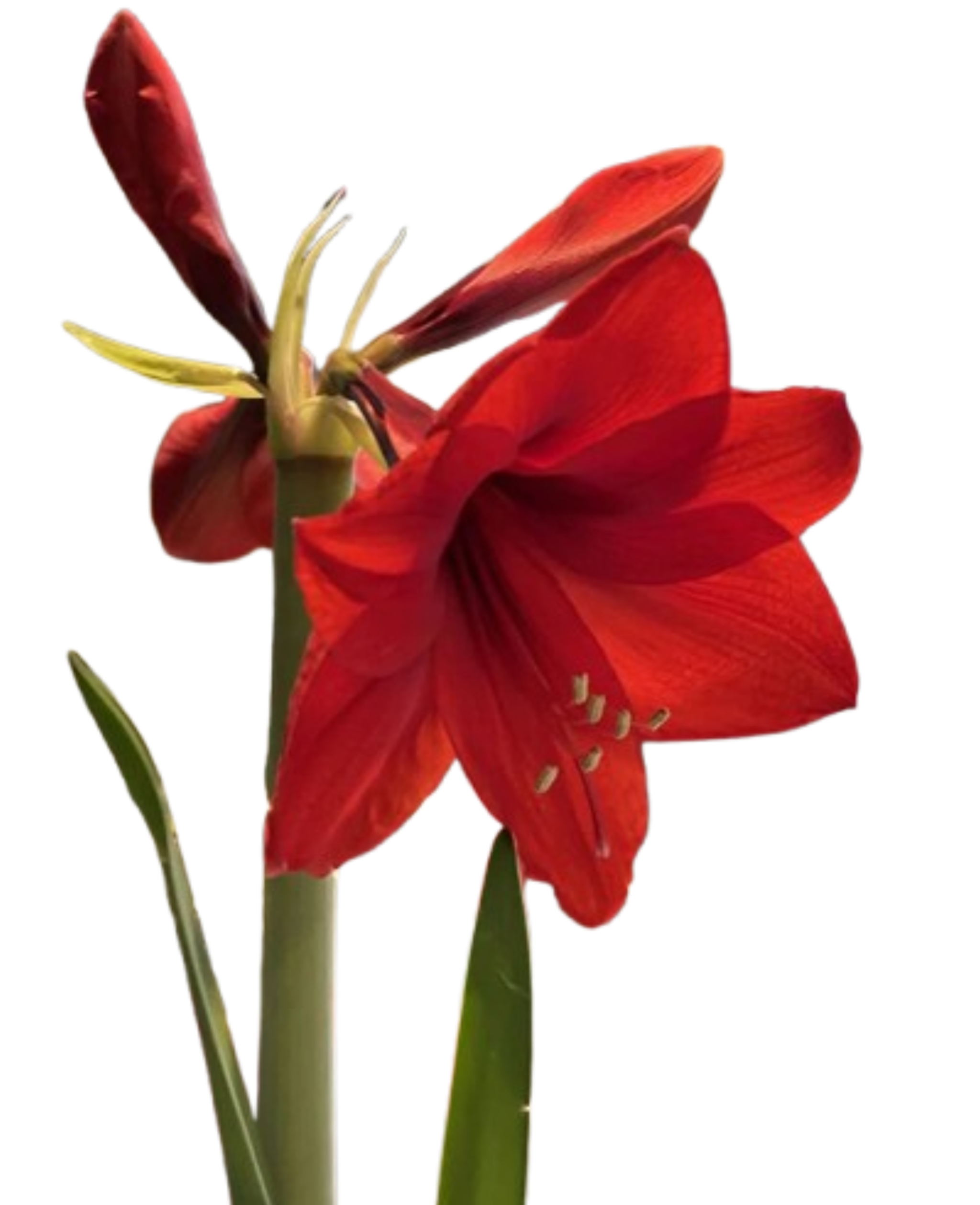 Amaryllis Éclat de Noël – Bulbe Prêt à Illuminer Vos Fêtes