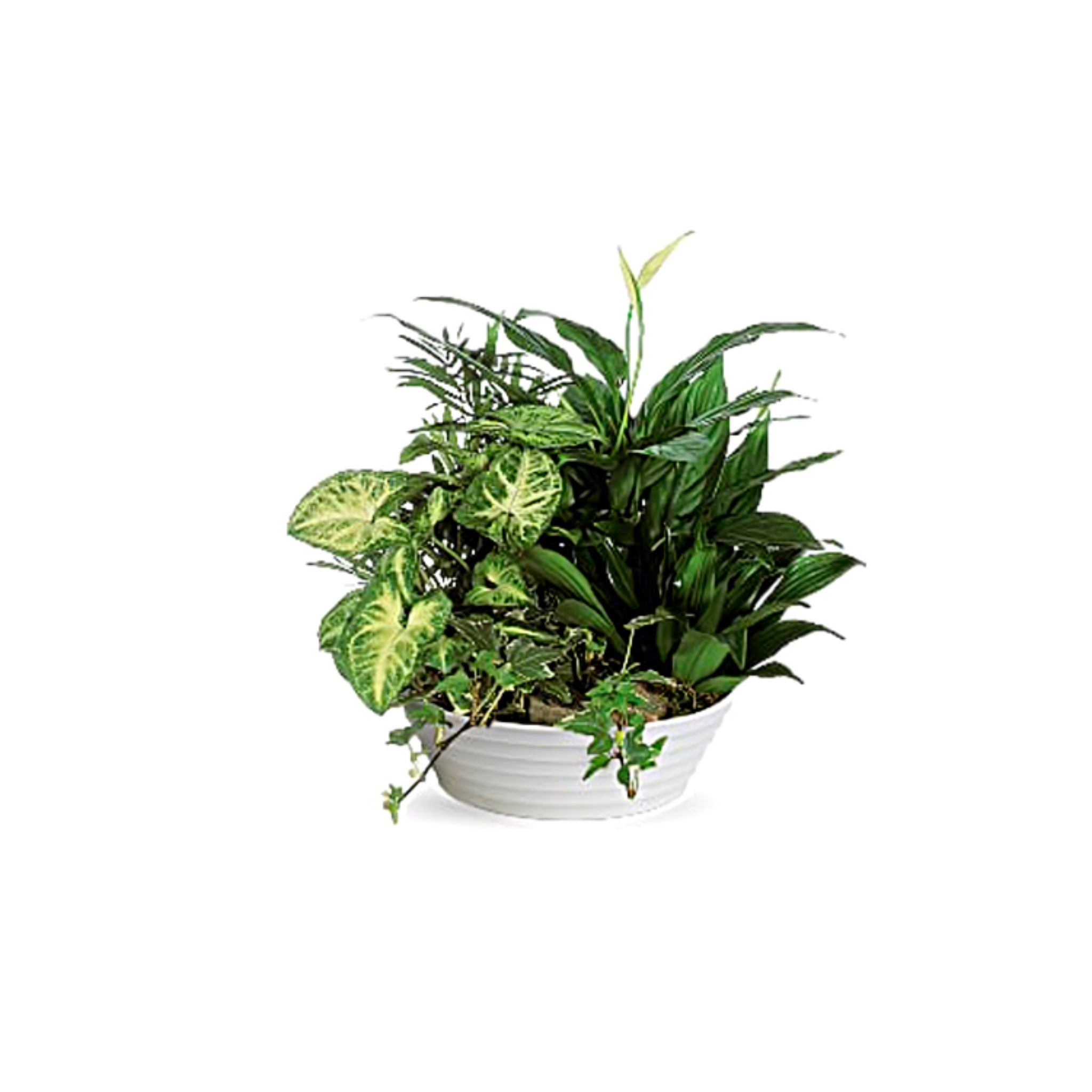 Jardin de Plantes Assorties – Sérénité et Harmonie – Référence T212-2A