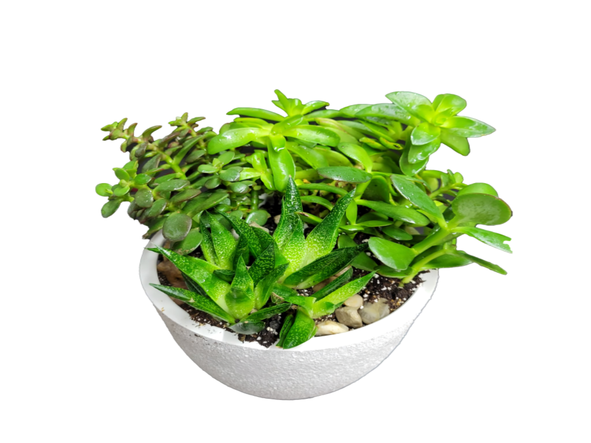 Jardin de Succulentes – Élégance Naturelle en Pot Rond – Référence RDF-23P08