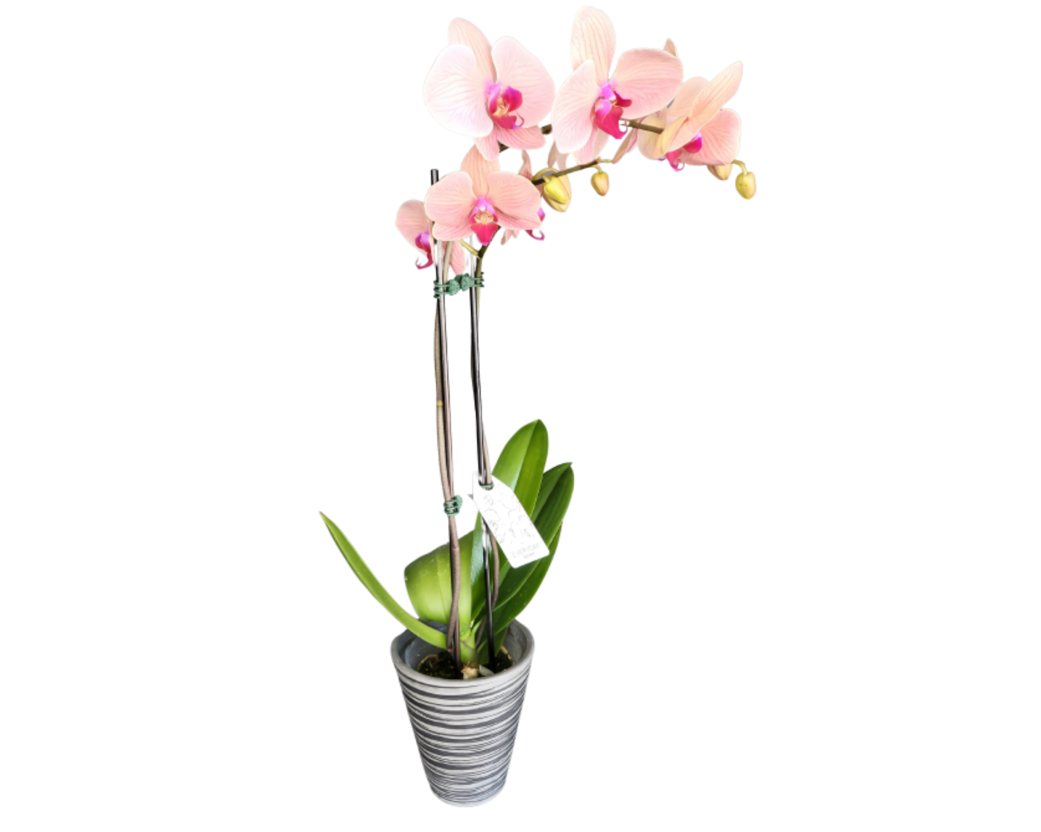 Orchidée Rose en Pot Rond – Élégance et Raffinement – Référence RDF-23P11