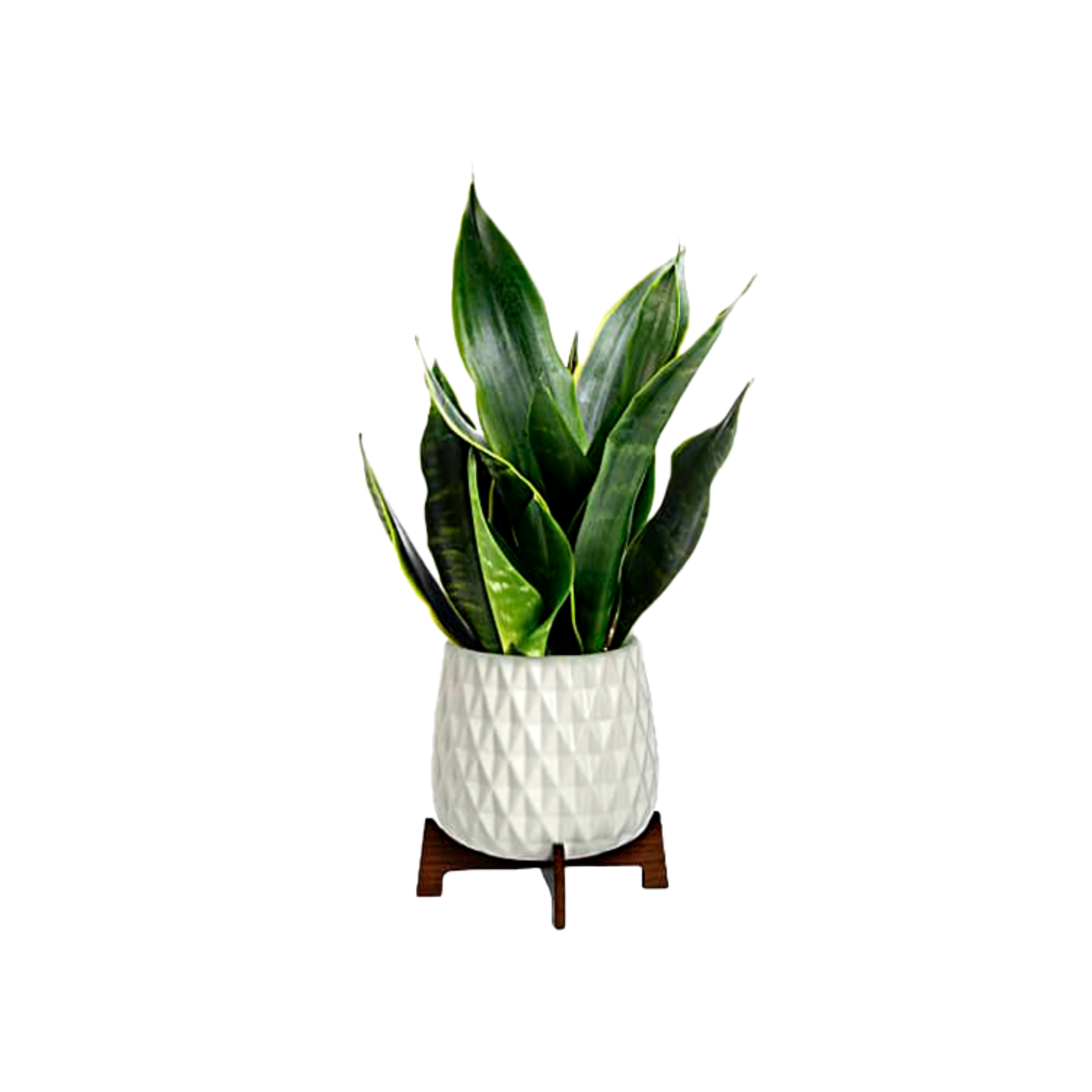 Petite Plante Verte ou Fleurie en Pot de Céramique Blanc – Élégance Naturelle – Référence TPL09-1A
