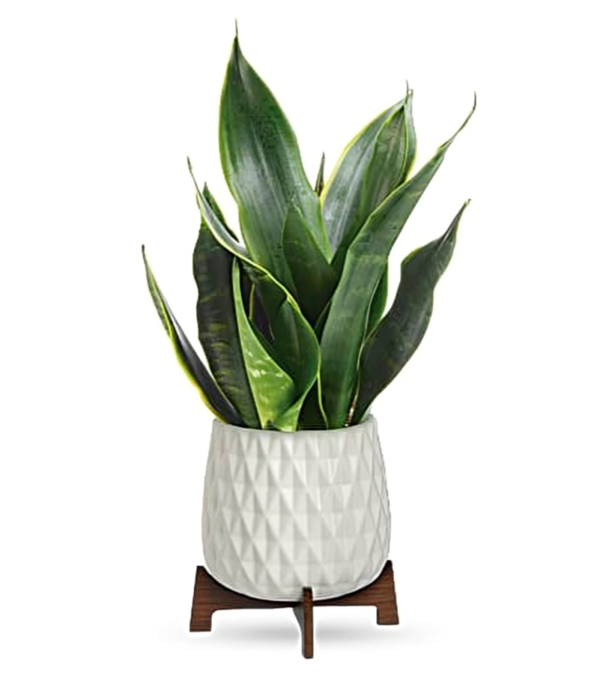 Petite Plante Verte ou Fleurie en Pot de Céramique Blanc – Élégance Naturelle – Référence TPL09-1A