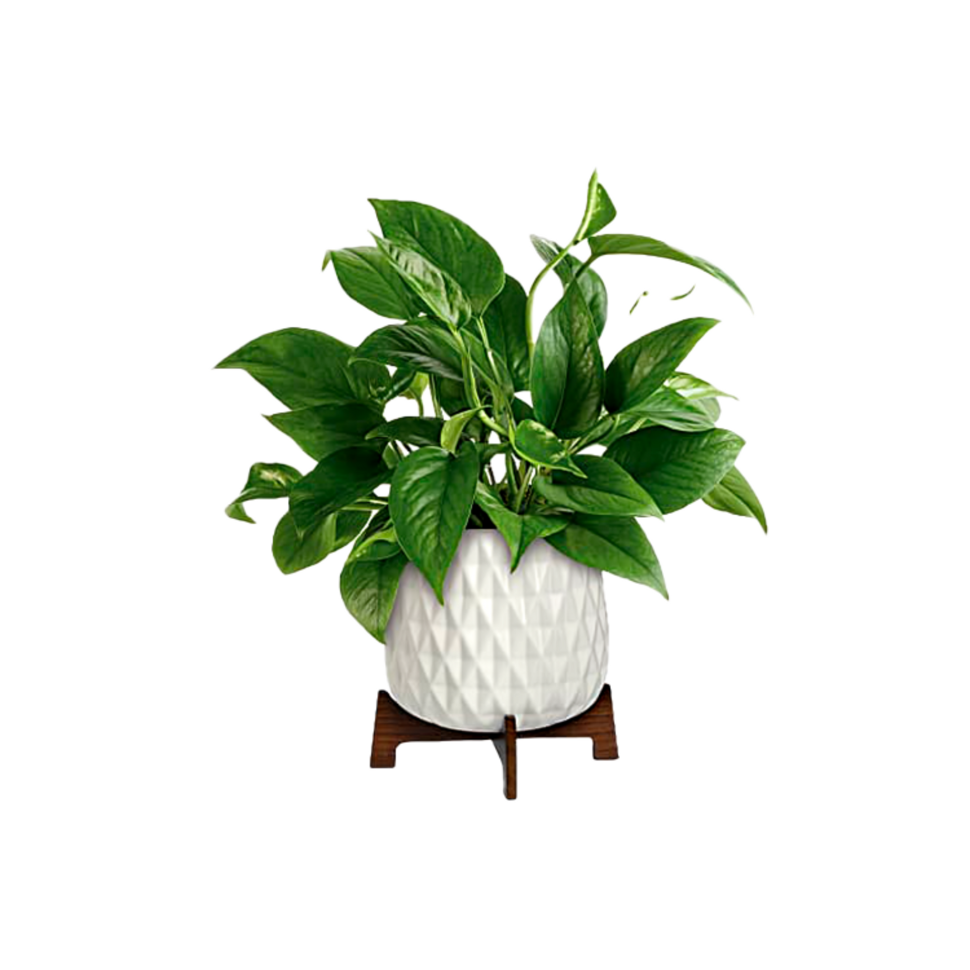 plante en pot Petite Plante en Pot Céramique Blanc – Élégance Naturelle – Référence –  Reine Des Fleurs