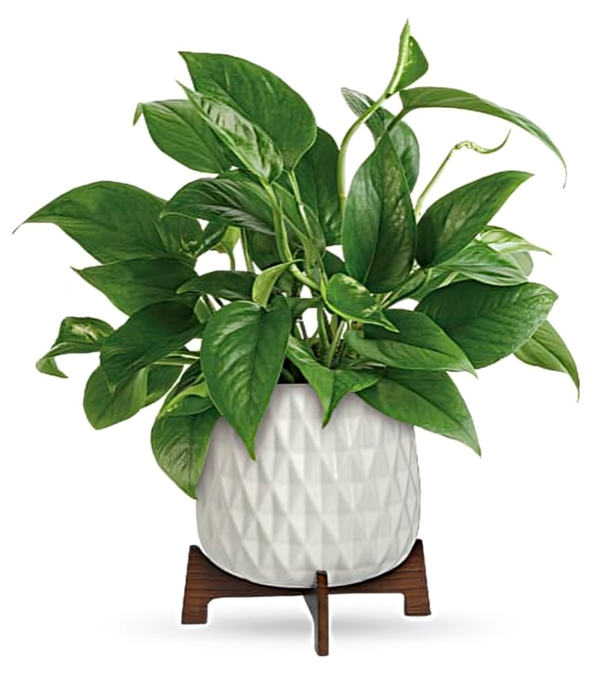 Petite Plante en Pot Céramique Blanc – Élégance Naturelle – Référence TPL08-1A