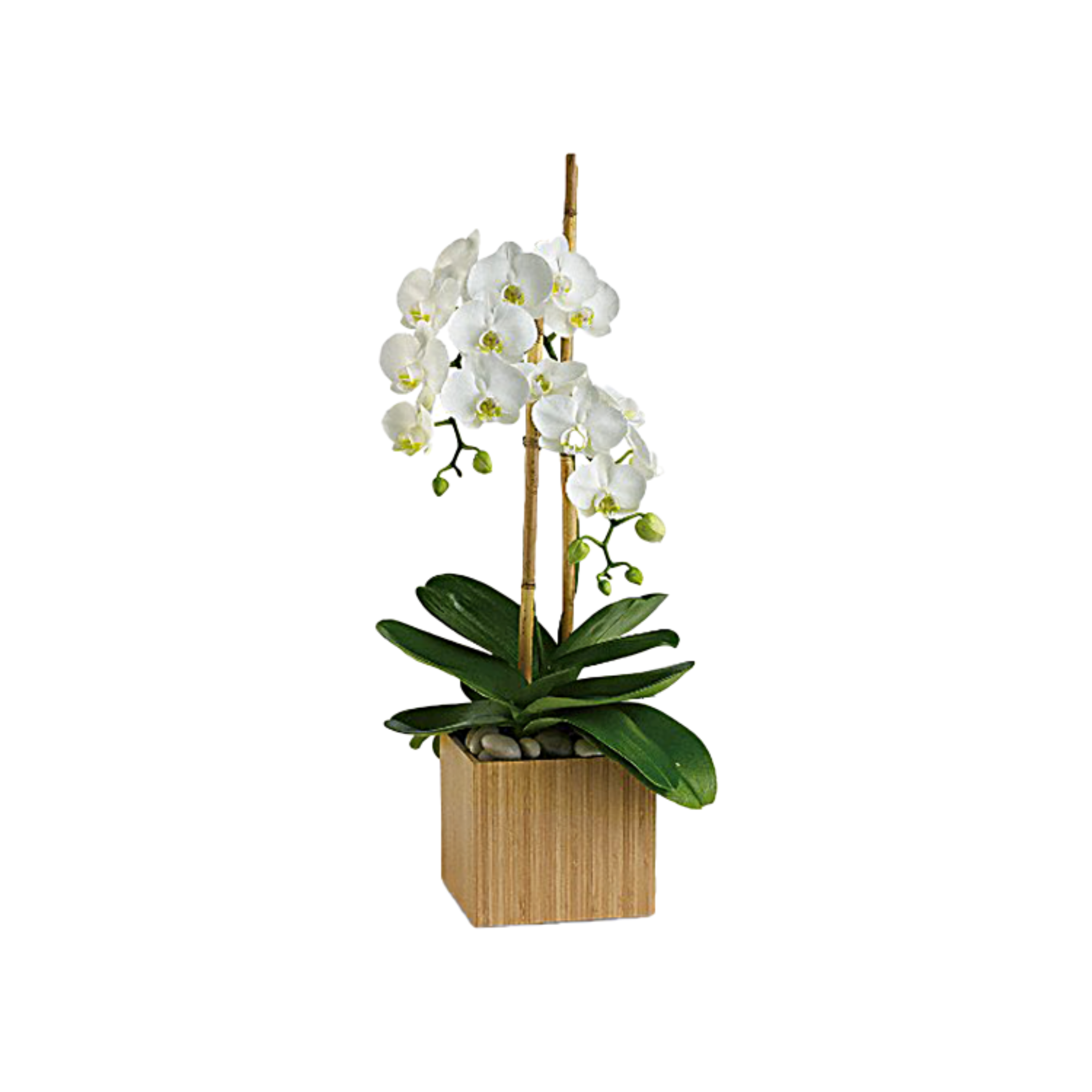 Plante – Orchidée en Pot Carré en Bois – Référence RDF-23P12 