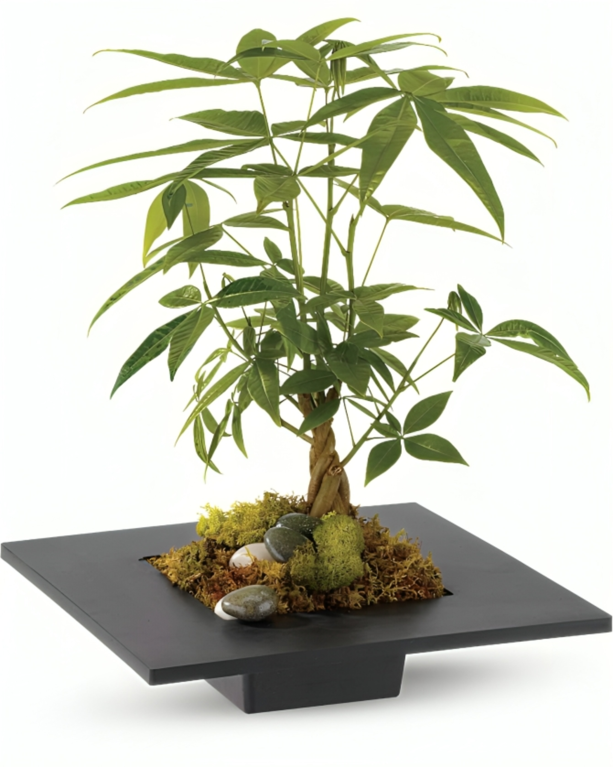 Plante Porte-Bonheur – Pachira Money Tree en Pot Décoratif – Référence RDF-23P06