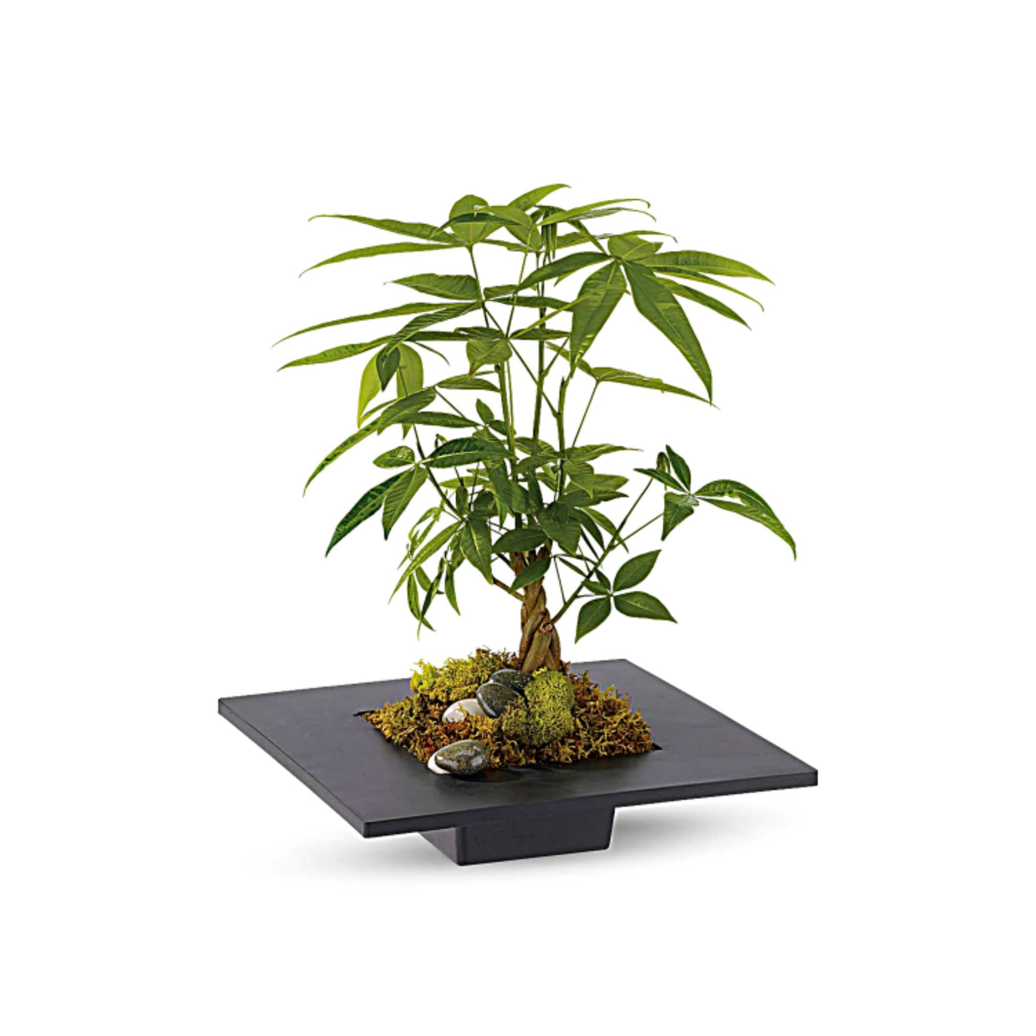 Plante Porte-Bonheur – Pachira Money Tree en Pot Décoratif – Référence RDF-23P06