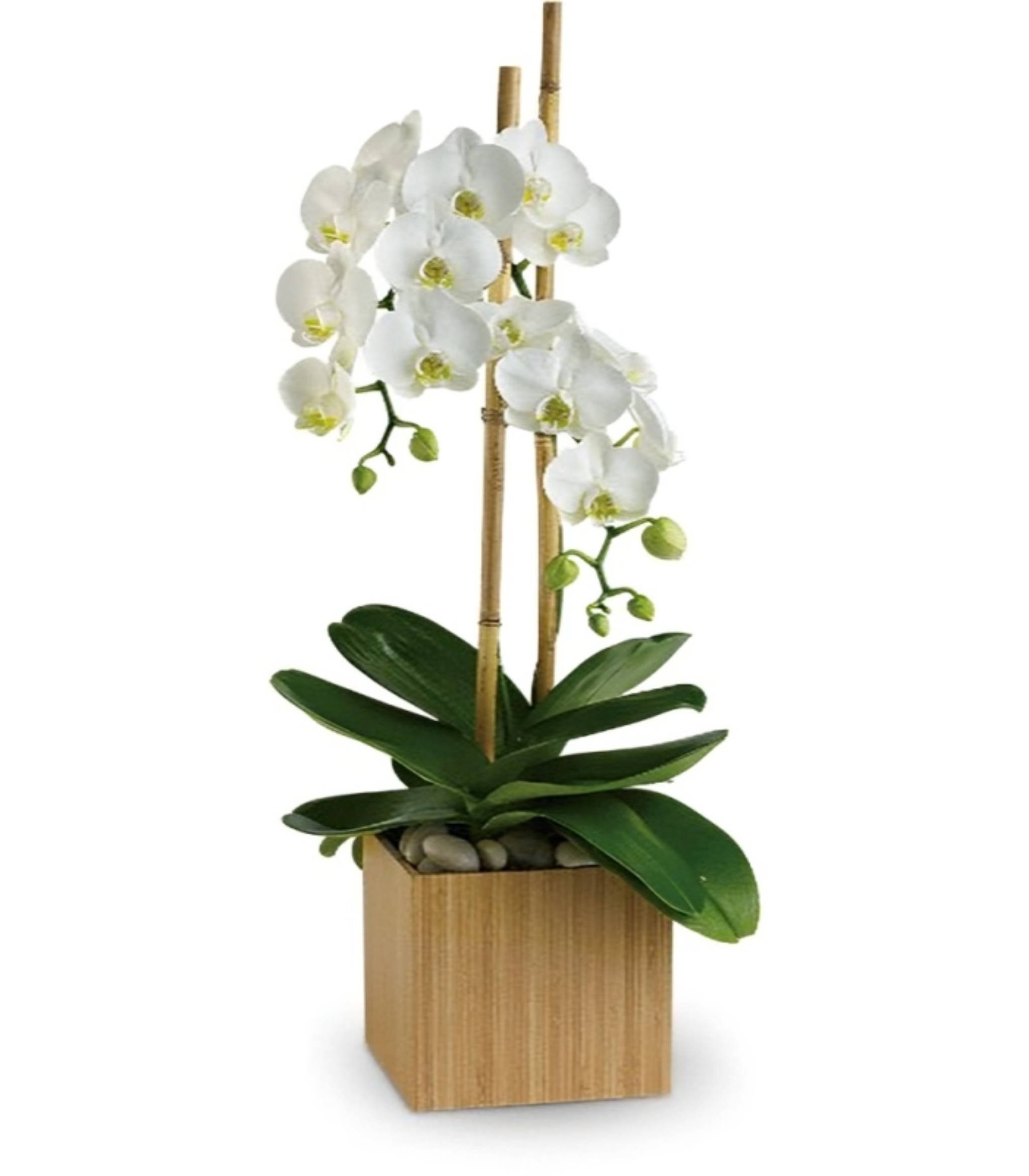 Plante – Orchidée en Pot Carré en Bois – Référence RDF-23P12 