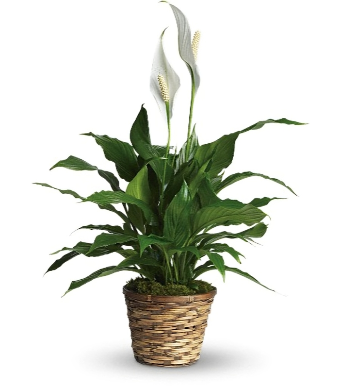 Plante Lys de Paix : Un Symbole de Sérénité et de Réconfort – Référence T105-1A
