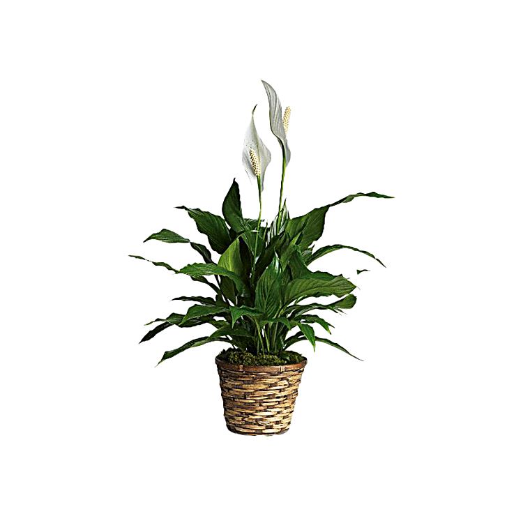 Plante Lys de Paix : Un Symbole de Sérénité et de Réconfort – Référence T105-1A