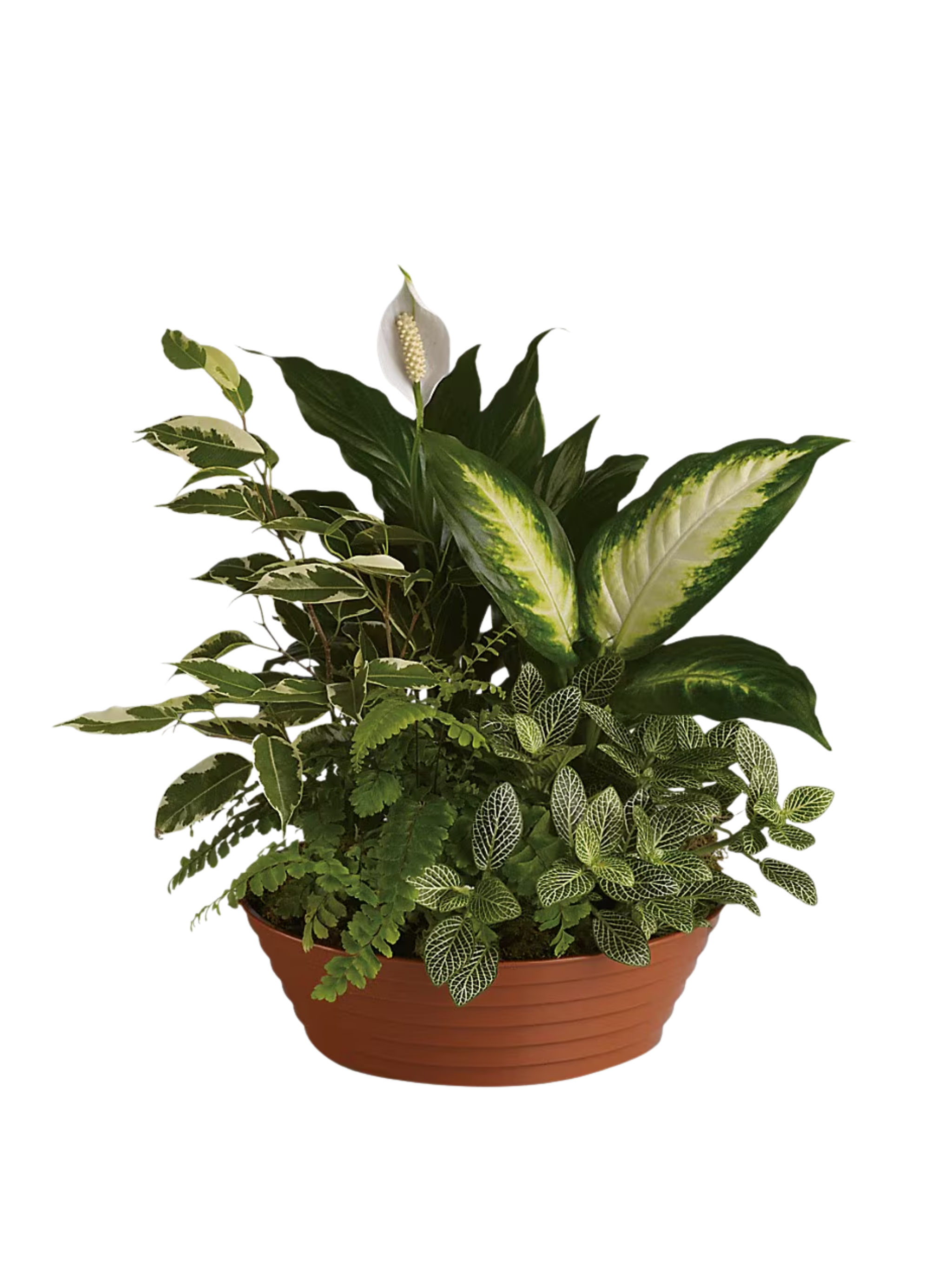 Jardin Soleil – Plantes Vertes et Fleurs Jaunes en Panier d’Osier – Référence RDF-23P02