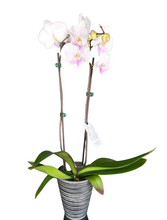 Orchidée Phalaénopsis